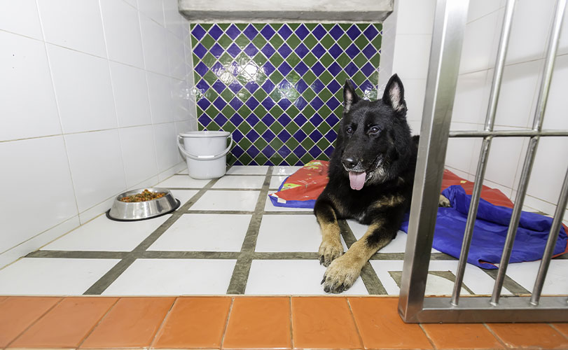 Pet boarding in Roger, AZ