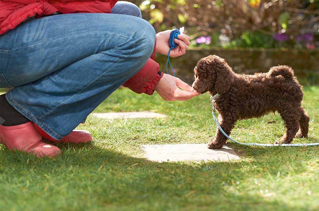 Puppy daycare in Rogers, AZ