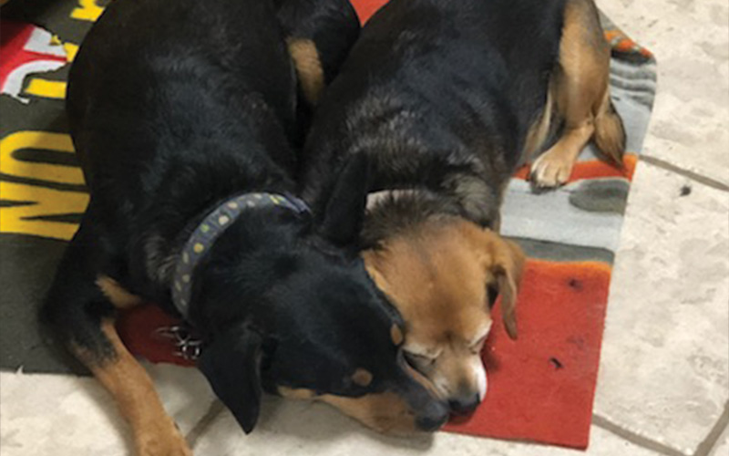 Full pet grooming services in Rogers, AZ